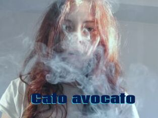 Cato_avocato