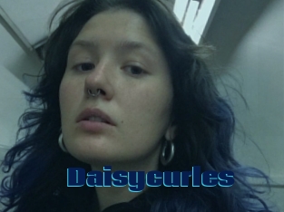 Daisycurles