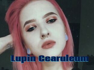 Lupin_Cearuleum